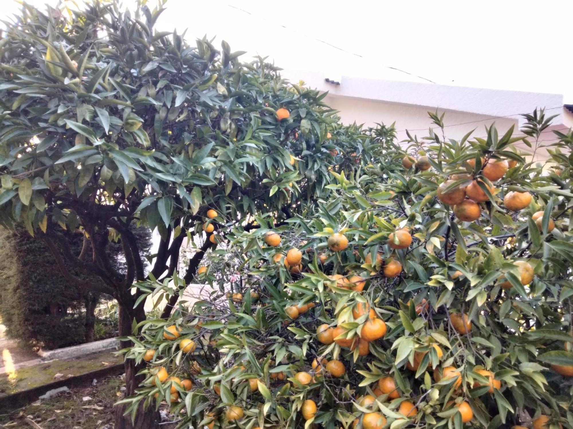 Santarém Casa Xantarim Bed & Breakfast エクステリア 写真