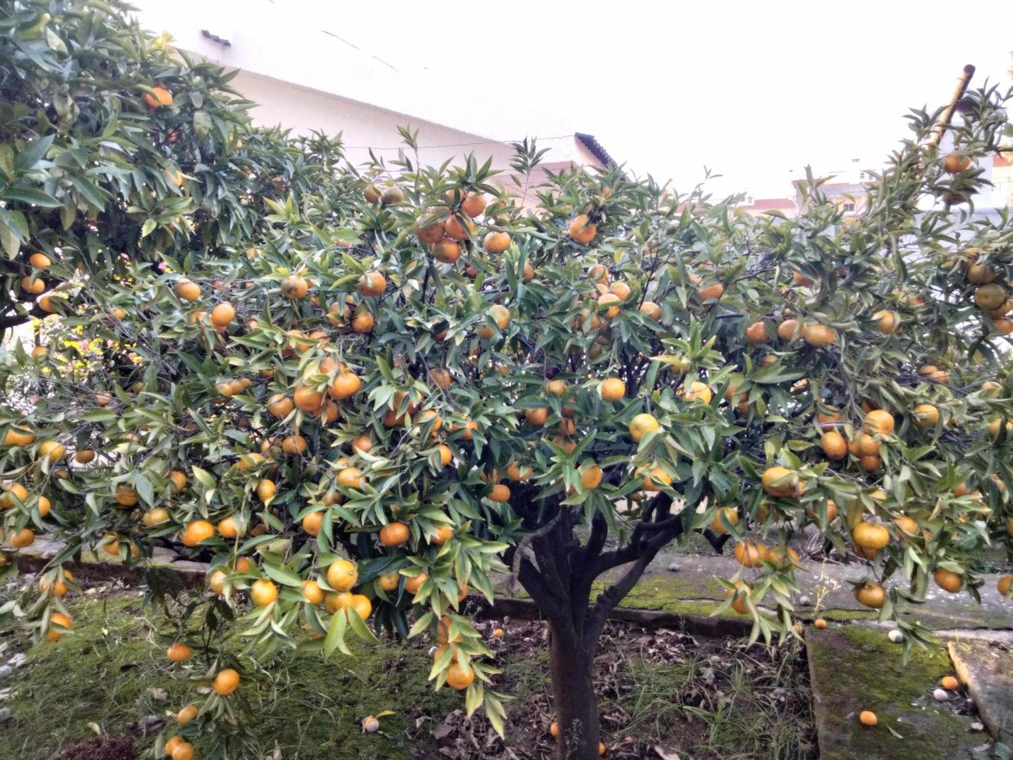 Santarém Casa Xantarim Bed & Breakfast エクステリア 写真